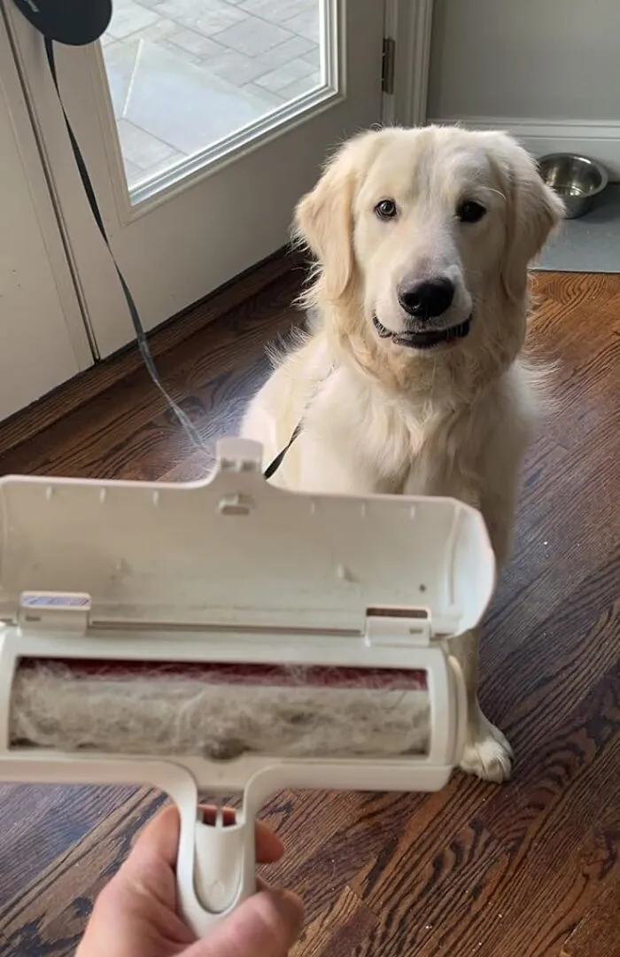 'cause The Only Thing You Want Clinging To That Cute Outfit Is Compliments, Not Clumps Of Cat Hair.  <a Style="Display:inline;" Href="Https://Www.amazon.com/Pet-Dog-Cat-Hair-Remover-Couch/Dp/B00bagtnaq?crid=17cawv26sqlfr&keywords=pet%2bhair%2bremover&qid=1704276518&sprefix=pet%2bhair%2bre%2caps%2c211&sr=8-2-Spons&sp_csd=d2lkz2v0tmftzt1zcf9hdgy&th=1&linkcode=ll1&tag=bpbutterfly-20&linkid=deea3986161ea6411fbf3992b9633f33&language=en_us&ref_=as_li_ss_tl" Target="_blank"><span Style="Font:inherit;color:#d74b1f;"> Chom Chom Roller</Span>  To The Rescue—fur Real!