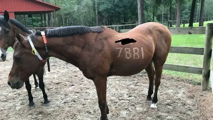 Two horses standing in a fenced area with one showing a branded number on its side, capturing animals being hilarious.