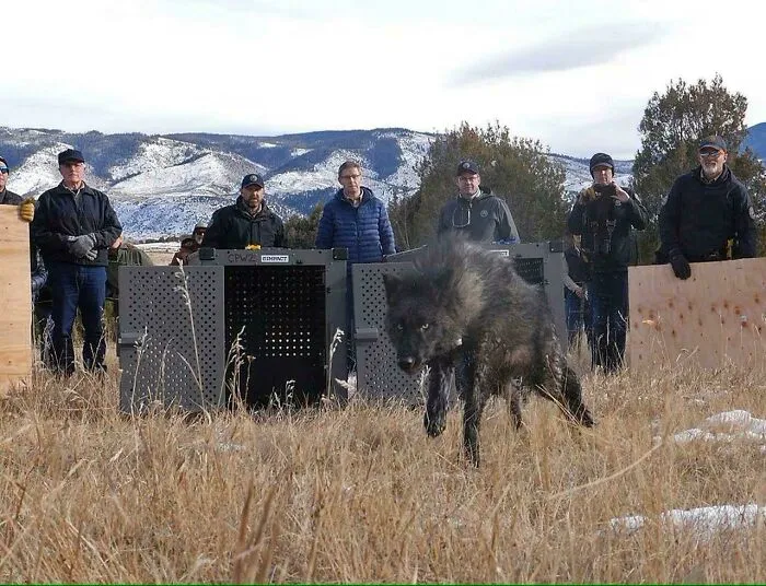Un lobo gris de Oregón siendo liberado en las Montañas Rocosas de Colorado