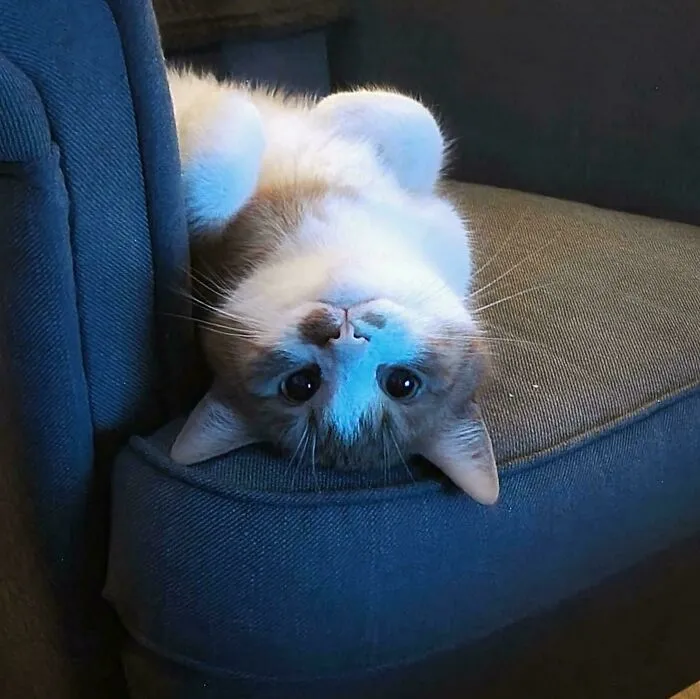 The Way My Cat Looks At Me When He Is Comfy
