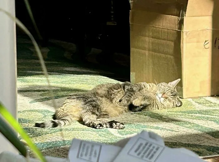 Tabby cat lying down and relaxing in sunlight on patterned carpet next to a cardboard box, showcasing cutest cats charm.