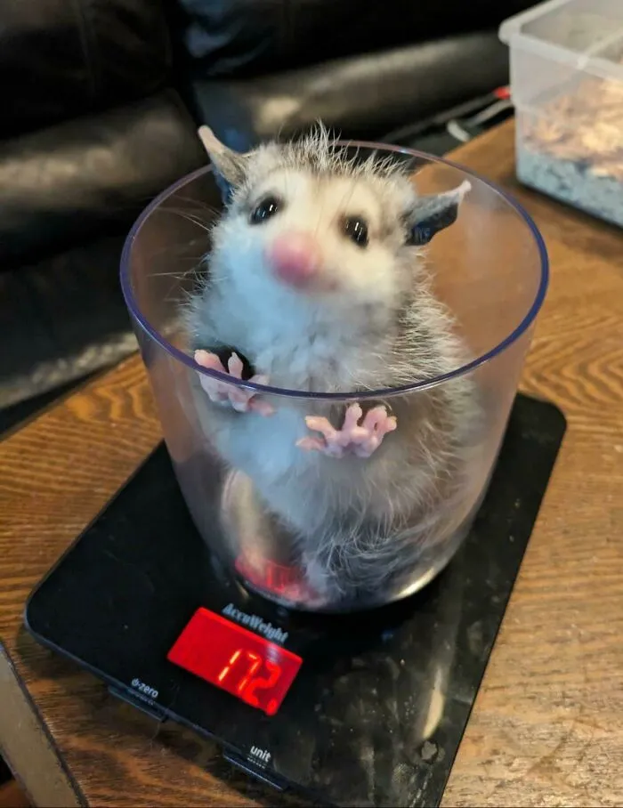 A hilarious animal being weighed in a clear container on a digital scale on a wooden table.