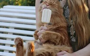 50 Aww-Inducing Pics Of Cats That Are Impossible Not To Enjoy