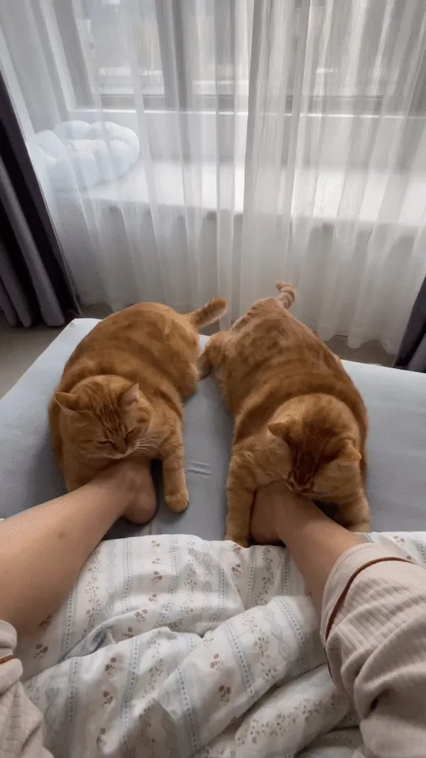 Cutest Foot Warmers
