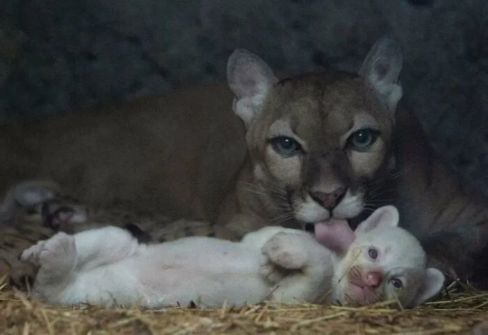An Ultra-Rare White Cougar Was Born In Nicaragua. There Are Only 4 Such Albinos In The World