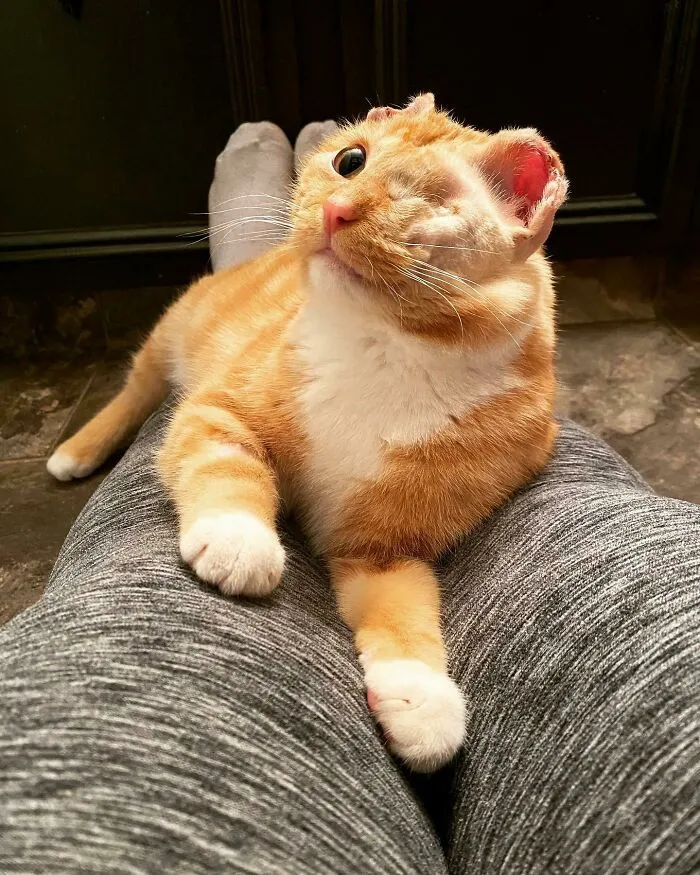We Adopted Klaus Today! He Has 1 Eye, Half Of Each Ear, And A Partially Amputated Tail, But We Think He’s A Perfect Handsome Baby