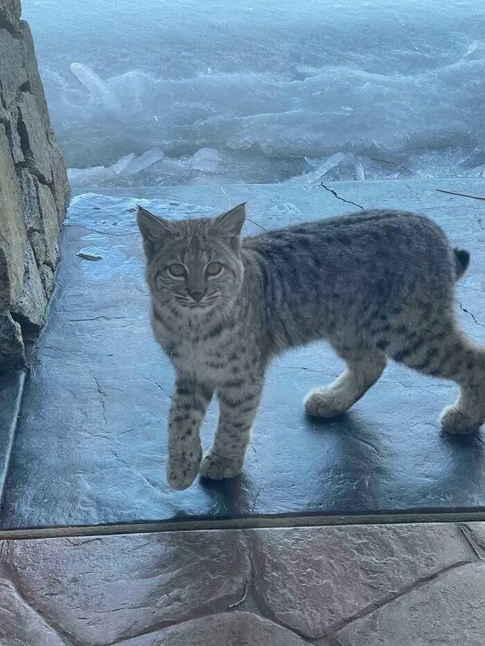 Young cute cat with spotted fur walking on stone floor near icy background outdoors in winter setting