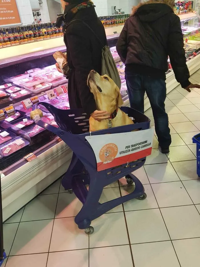 They Have Pet Carts In Grocery Stores In Italy