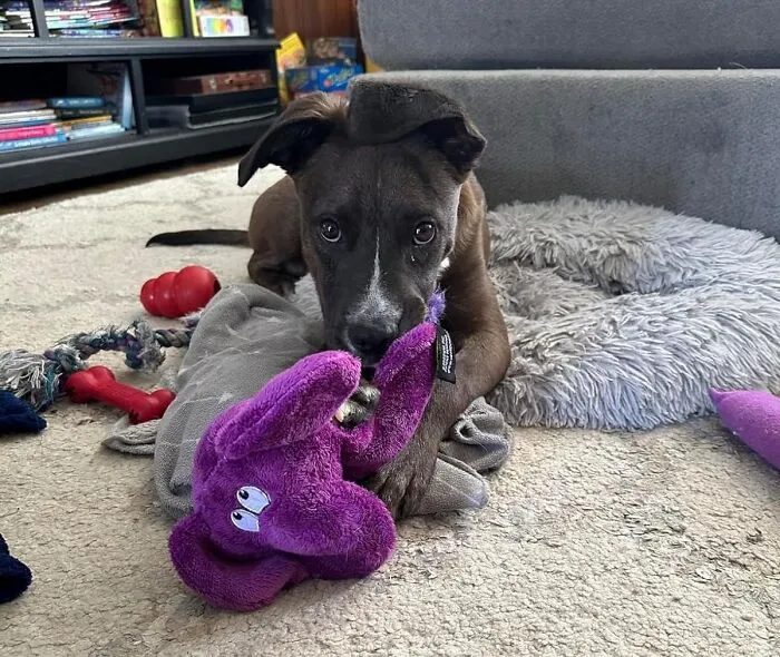Keep Your Sanity While They Romp In Squeaker Heaven With The Ultrasonic, Human-Friendly Squeak. This <a Style="Display:inline;" Href="Https://Www.amazon.com/Hear-Doggy-Flatties-Technology-Giraffe/Dp/B00mekc480?crid=2v55n54xxzij3&keywords=silent%2bsqueaker&qid=1704353877&sr=8-1-Spons&sp_csd=d2lkz2v0tmftzt1zcf9hdgy&th=1&linkcode=ll1&tag=bpbutterfly-20&linkid=69e85bfb0c710a092f06078ab7522871&language=en_us&ref_=as_li_ss_tl" Target="_blank"> <span Style="Font:inherit;color:#d74b1f;"> Cute Giraffe</Span>  Is About To Be Your Canine's New Silent-But-Deadly BFF.