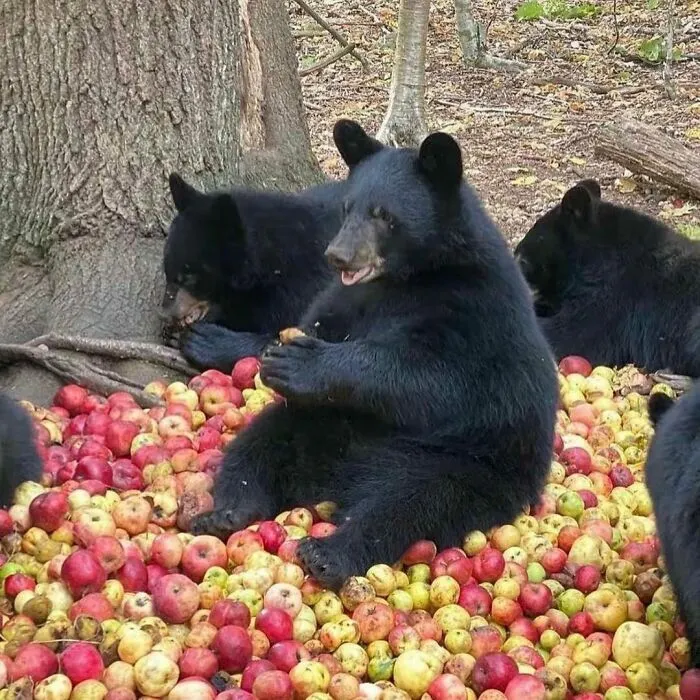 Muchas manzanas para todos