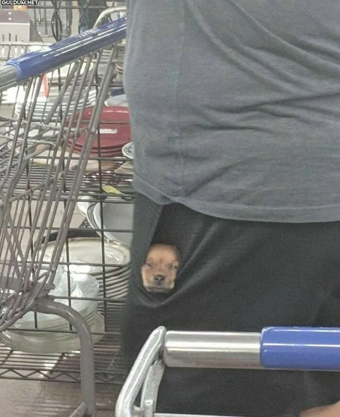 Small dog peeking out of a pocket next to shopping carts, showcasing one of the cutest dogs ever in a casual setting.