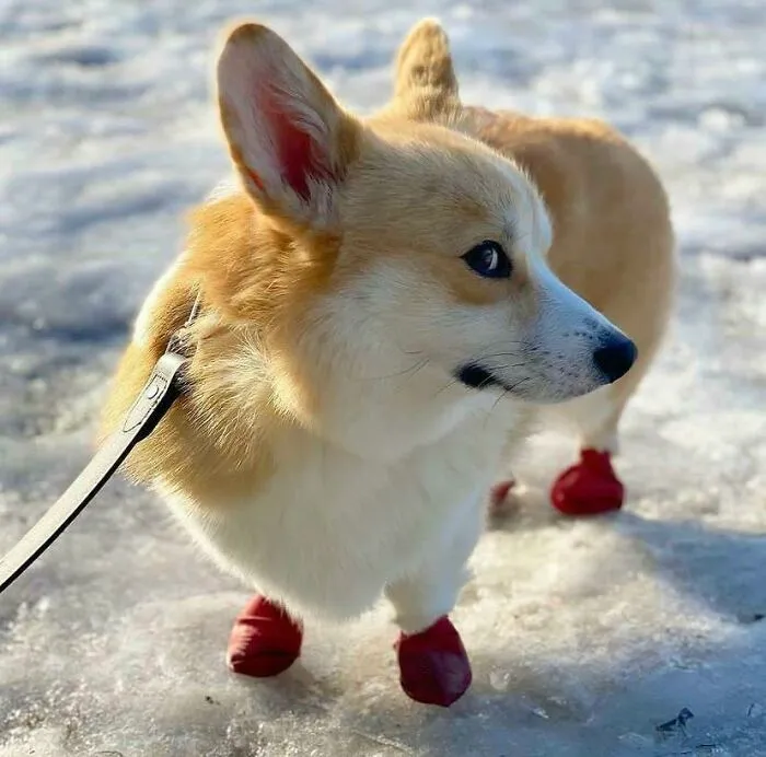 Corgi dog wearing red boots on icy ground, showcasing one of the cutest dogs ever with an adorable expression.