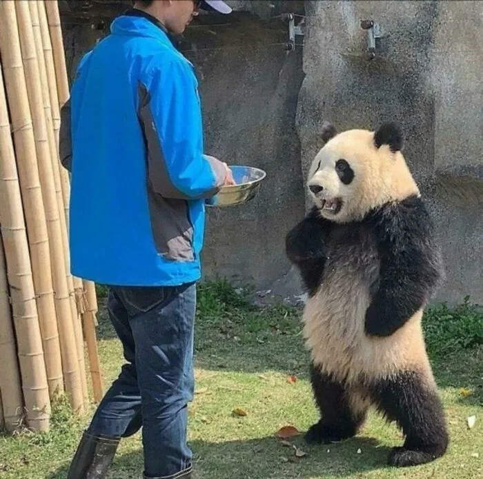Panda con actitud