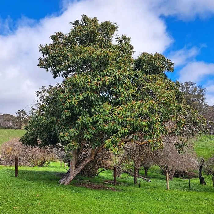 #2 Mature Rubber Tree For A Centerpiece