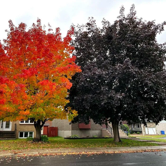 #3 Colorful Japanese Maple Tree