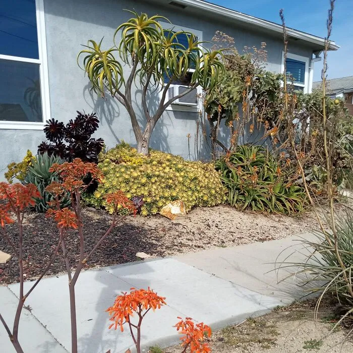 #1 Classic Rows Of Succulents