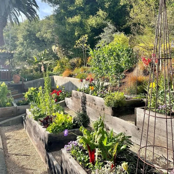 #5 Terraced Beds With Veggie Plants