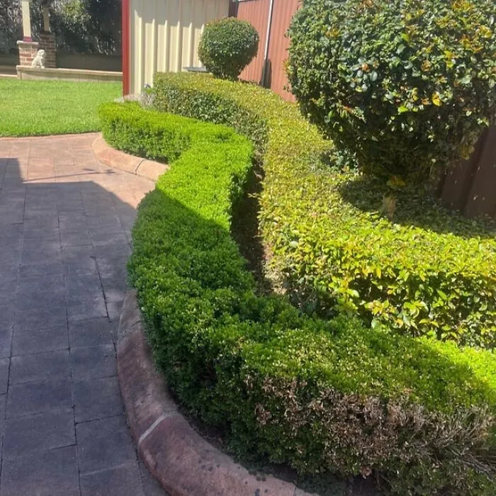 #3 Minimalist Hedges