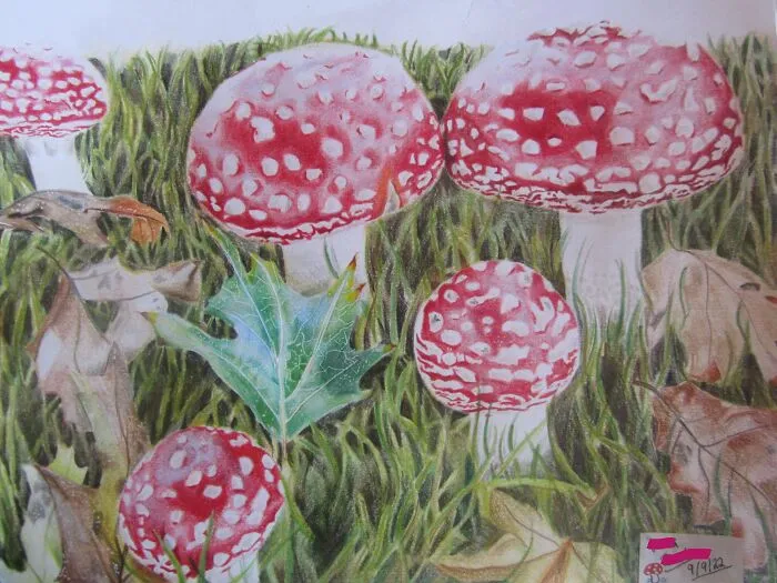 Shrooms