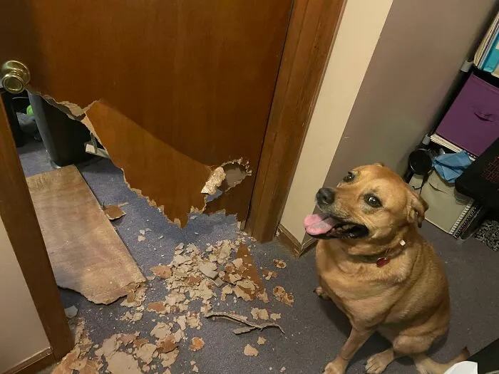 Dog Decided To Bust Through My Bedroom Door Like The Kool-Aid Man While I Was At Work