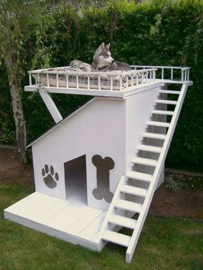 Perro con buenas vistas