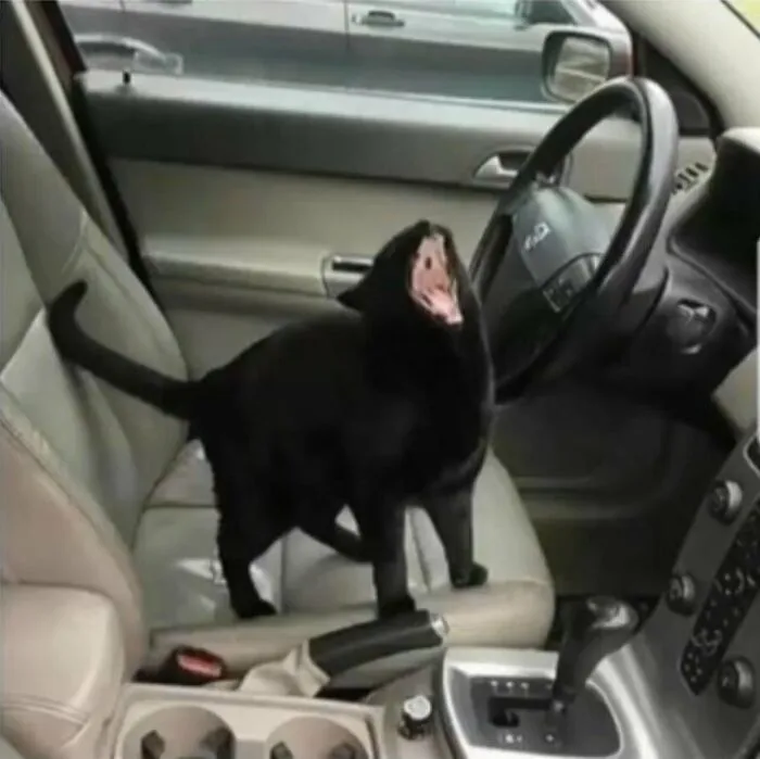 Cursed_car