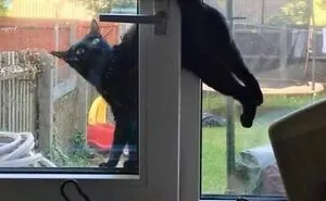 50 Images Of "Cursed" Cats Causing Mayhem Everywhere They Go