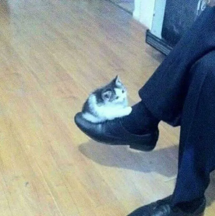 Cursed_shoeseat