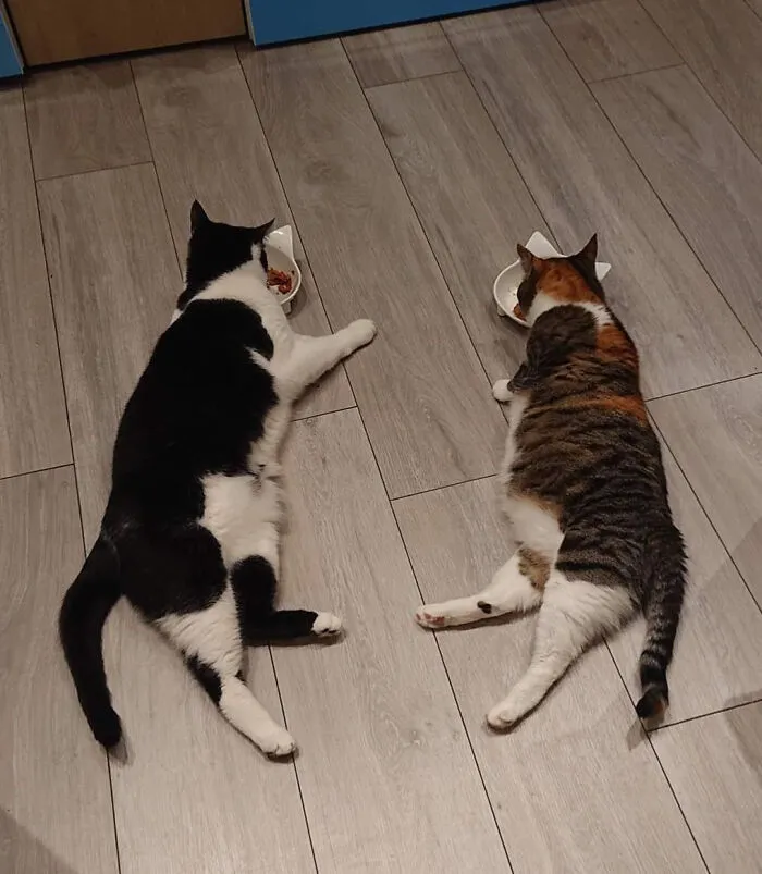 The New Cat Taught The Old Cat To Eat Like This
