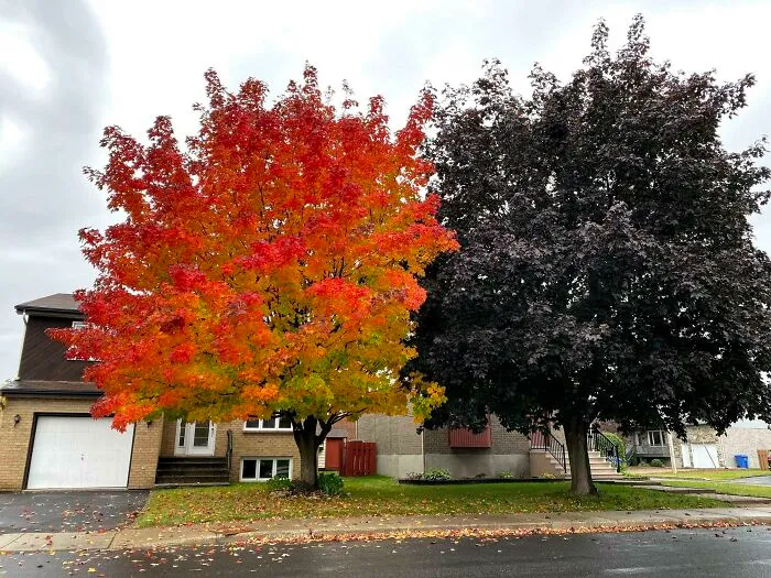 My Neighbor's Maple Trees - No Filter
