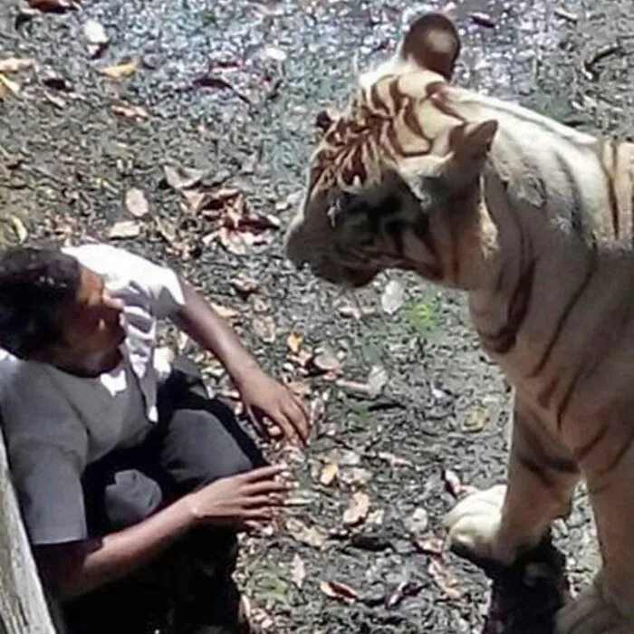Los últimos momentos de este joven que saltó al recinto del tigre