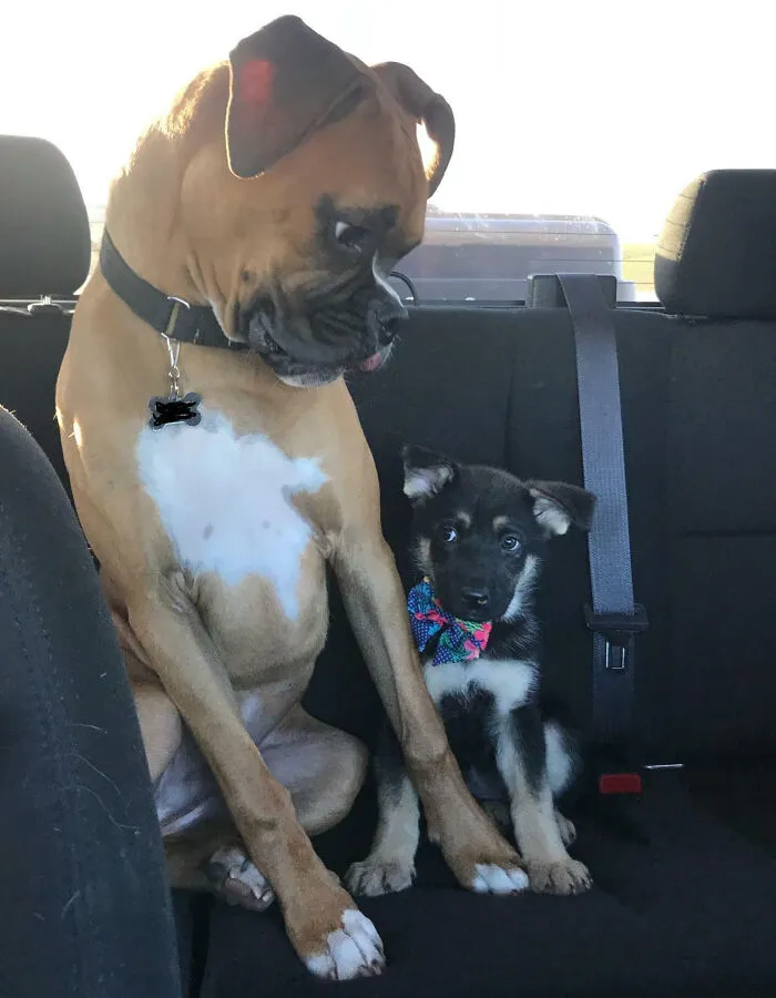 New Best Friend