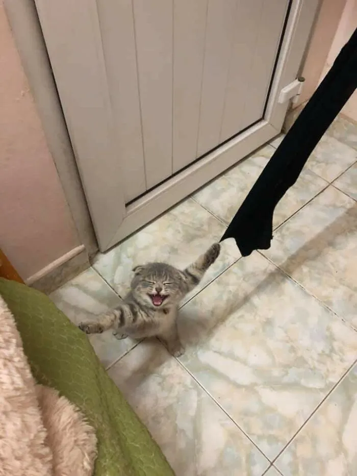 Cat Gets Stuck, Hooman Gets Camera
