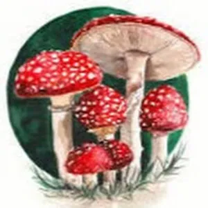 apolegjm158