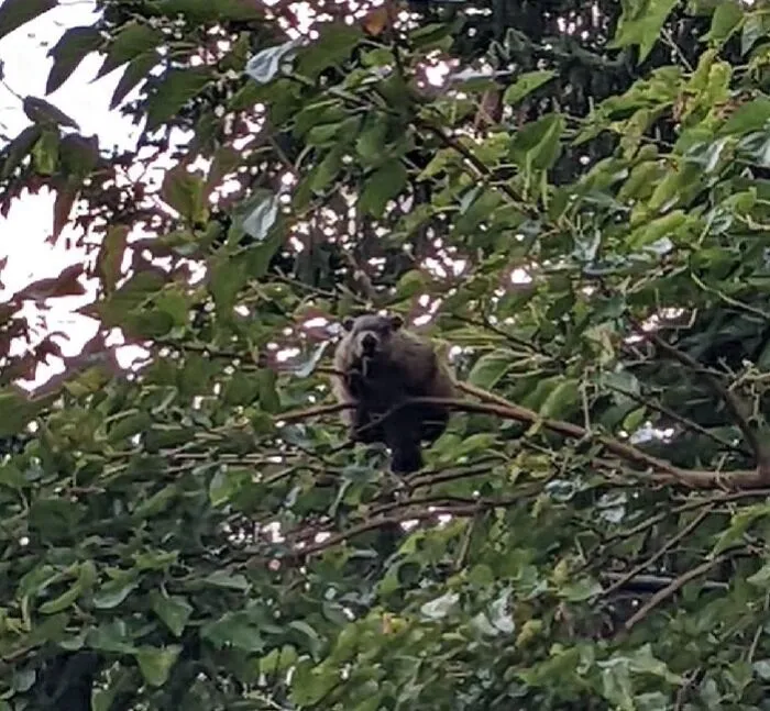 Cosas que no esperaba ver en un árbol: marmotas