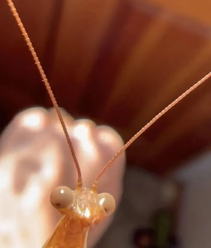 Captura de pantalla de un video que hice ayer: Una mantis se subió a mi mano, luego salió volando y aterrizó en mi móvil y lo siguiente fue el caos
