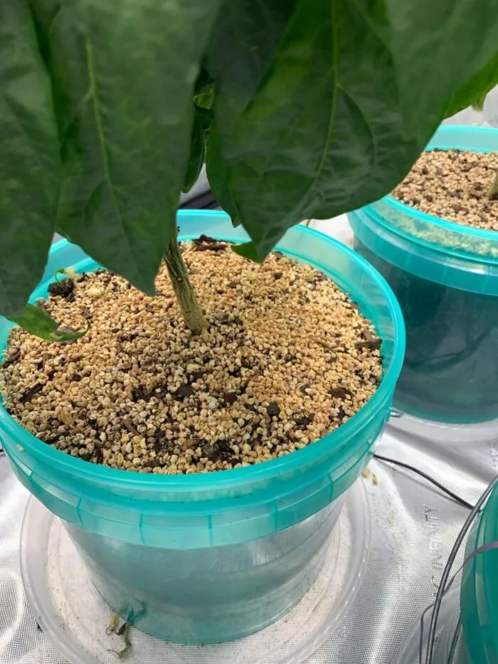 Your Outdoor Oasis Shouldn't Be A Snack Bar For Bugs. With Summit Mosquito Bits, Reclaim Your Realm And Enjoy A Sip Of Lemonade Without The Side Of Itch.