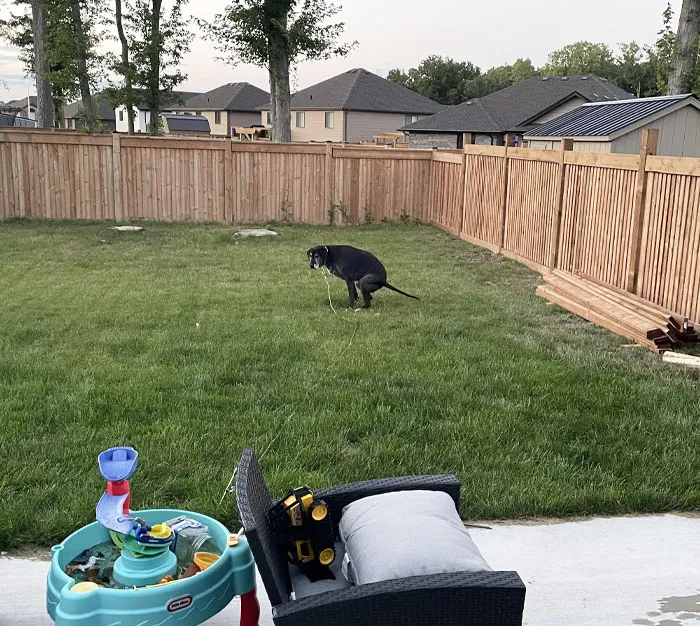 I Asked My Wife To Take A Picture Of Our Fence To See How Much Got Done Today. This Is The Photo I Got