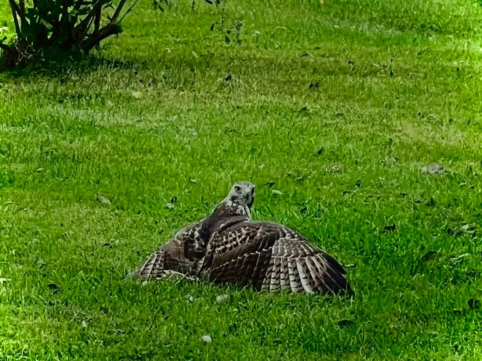 A Falcon In Our Backyard Guarding Its “Lunch”