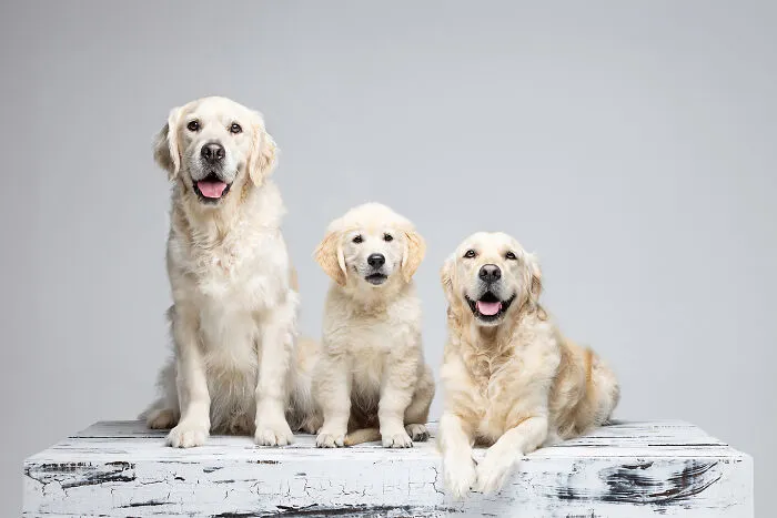 Golden Retrievers Gracie, Winston And Arlo