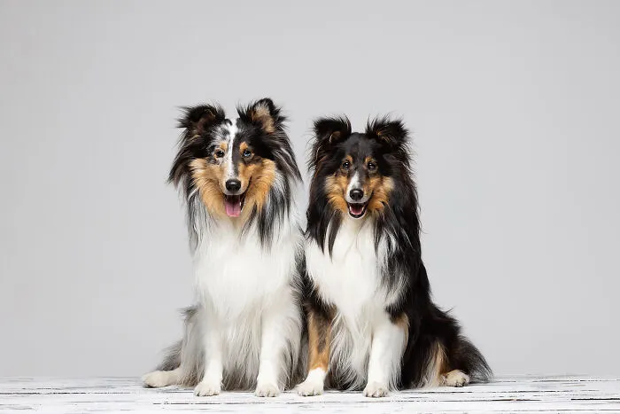 Gorgeous Shelties Frost And Jinkx