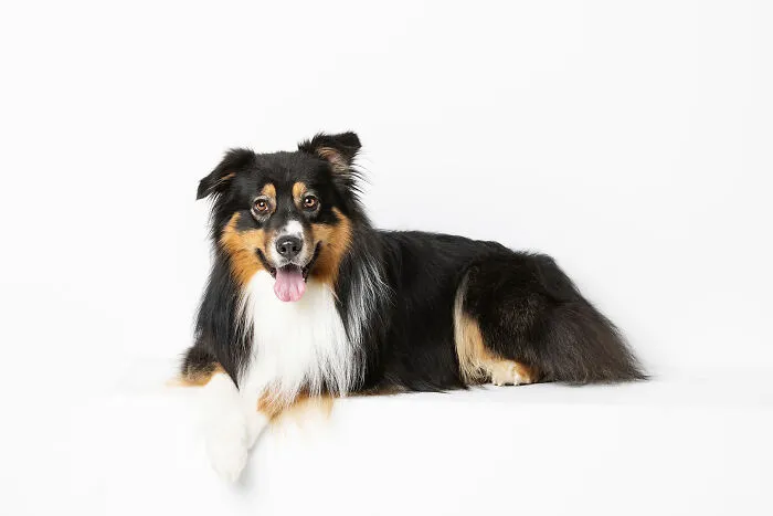 Tully The Australian Shepherd
