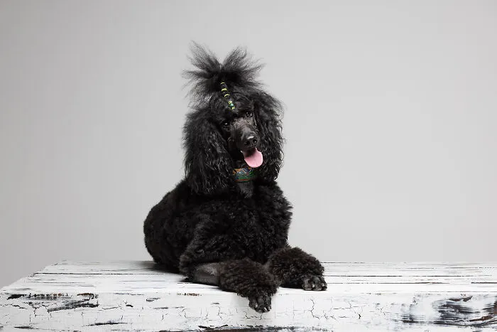 Shamrock The Standard Poodle
