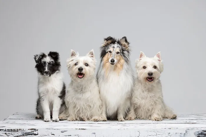 Family Portrait, Wynta, Luna, Libby And Kenzie
