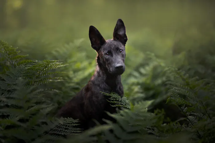 36 Paw-sitively Charming Dog Photographs I Captured