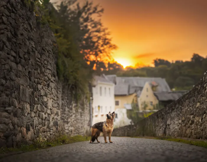 36 Paw-sitively Charming Dog Photographs I Captured