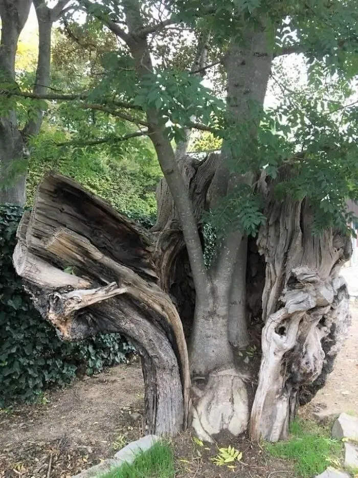 The Tree Decided To Start A New Life