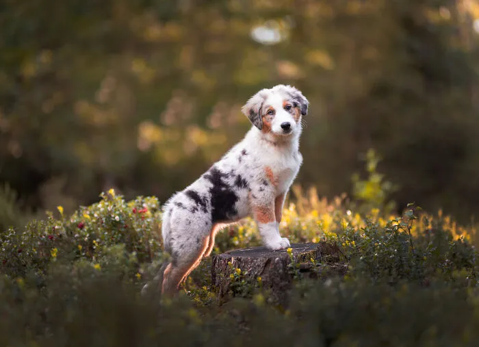 36 Paw-sitively Charming Dog Photographs I Captured