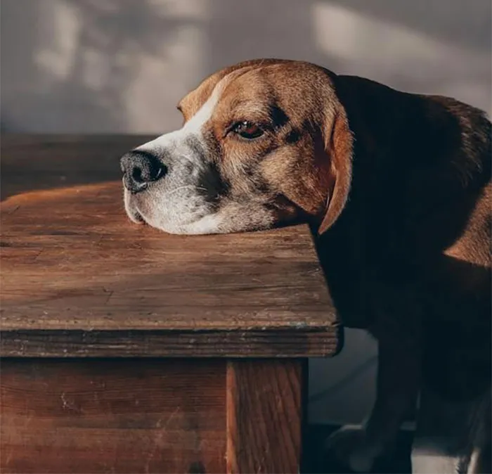 "What Is A Red Flag To See In Someone's Home?": 30 Honest Answers