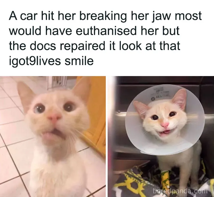 Inspiring cat meme showing a cat recovering with a cone and a big smile.